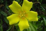 Kleine waterteunisbloem